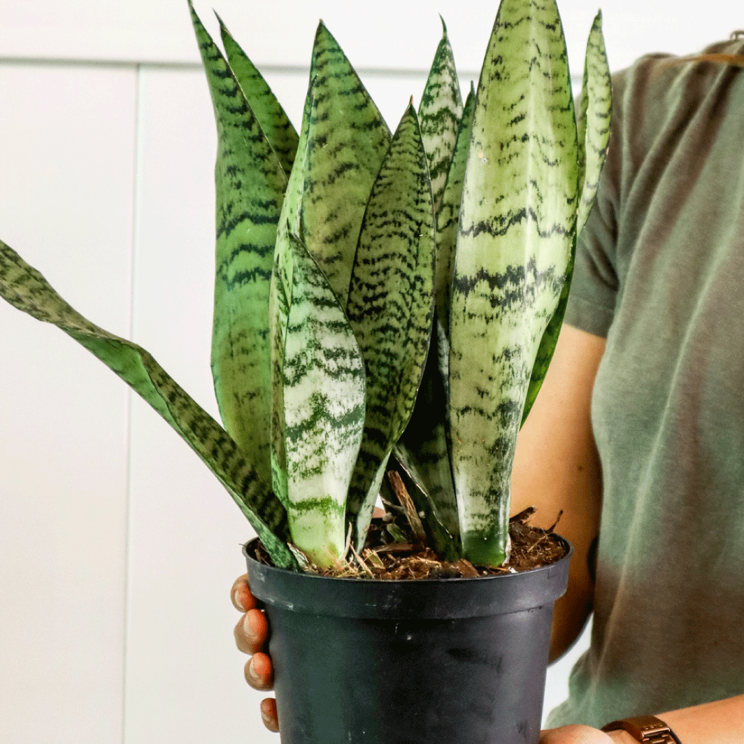 M&C Landscaping & Tree Service Snake Plant