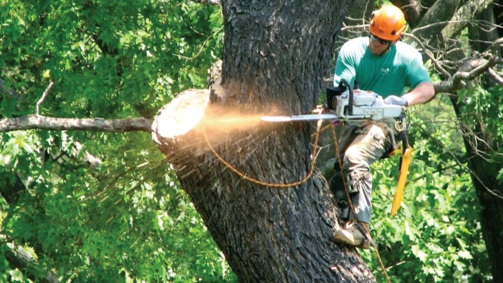 M&C Landscaping & Tree Service | Trimming Service